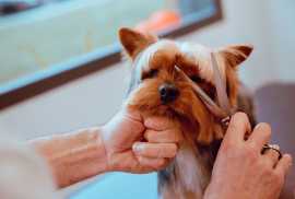 How to choose the right grooming salon for your pe, Chicago