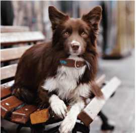 Affordable Dog Collars for Sale at Best Price , ps 19