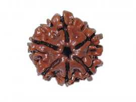 Buy 6 Mukhi Rudraksha Online at Rashi Ratan Bagya, $ 499