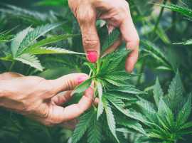 Explore the Best Weed Stores in Vancouver