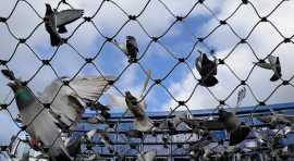 Best pigeon safety nets in Bangalore, Bengaluru