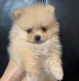 Adorable Super Playful Pomeranian Puppies needs a 