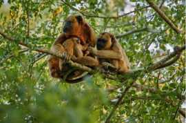 Red Monkey Day Trip in Zanzibar Tanzania