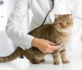 Raw Pet Food Diets, Aberdeen