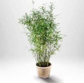 Bergbambu Graciös Och Härdig Av Thujor, $ 29