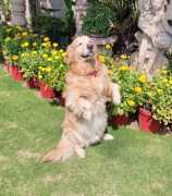 Best Dog Training  in Delhi | Expert Guidance, Delhi