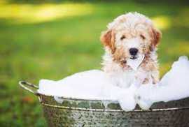 Explore Earth Pups Grooming Services in Chicago, Chicago