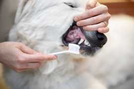 Dog Dental Care: Unveiling Secrets From a Professi, Chicago