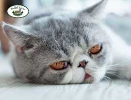 Snow Savannah Kittens for Sale: Discover Exotic Ca, $ 1