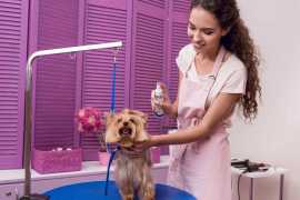 Pet Grooming in Chicago: The Benefits of Taking Yo, Chicago