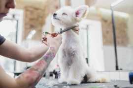 Explore Pet Supplies Plus - Wicker Park Grooming S, Chicago