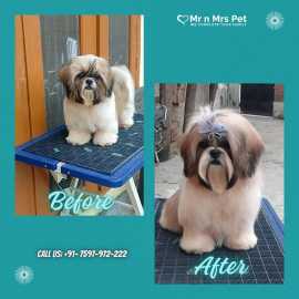 Dog Grooming Services in Chennai: Dog Baths, Hairc, Chennai