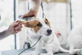 Explore You Dirty Dog Grooming Services in Chicago, Chicago