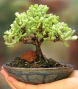 Bonsai Plant - Green Decor for Tranquil Living Spa, New Delhi