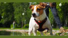 Best Dog Walking Services Edison Park, Chicago