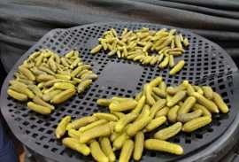 Organic Indian Gherkins Manufacturer, Pune