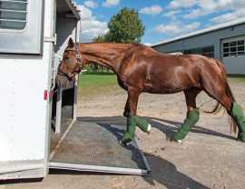 Specialized Equine Transportation Services, Joshua Tree