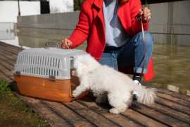 Trusted Pet Shipping Experts for Safe Transport, Seattle