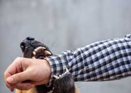 Injured by a Dog? Get Expert Legal Justice!, Pasadena
