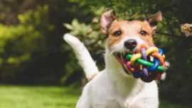 Understanding Dog Transportation Service Costs, Hoboken