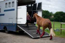 Top Nationwide Horse Transportation , Joshua Tree
