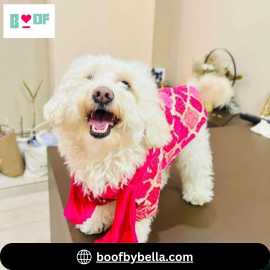 Find Festive Dog Kurta and Lehenga for Diwali, New Delhi