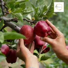 Latest Kinnaur Apple Price: Fresh & Organic Op, ₹ 300