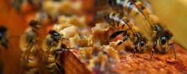Fast and Reliable Beehive Removal in Melbourne, Keysborough