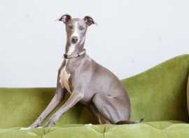 Greyhound Puppies For Sale in Vijayawada, ¥ 60,000