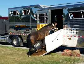 Get  Stress-Free Specialized Equine Transportation, Joshua Tree