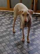 Rajapalayam Puppies For Sale in Vijayawada, ¥ 20,000