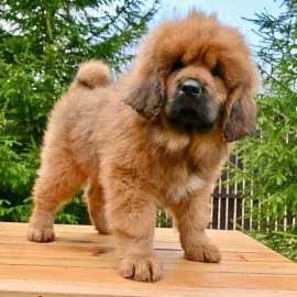 Tibetan Mastiff Puppies For Sale in Vijayawada, ¥ 120,000
