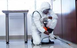 Reliable Rat Control Services in Vaughan , Vaughan
