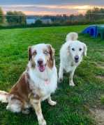 The Best Pet-Friendly Spa Resort in Ontario, Hamilton