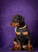 European Doberman Puppies For Sale in Vijayawada, ¥ 50,000