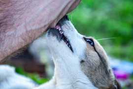 Aggressive Legal Help for Dog Bite Injuries, Pasadena