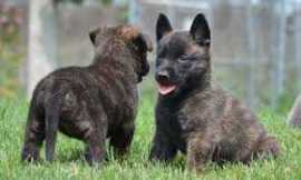 Dutch Shepherd Puppies For Sale in Guwahati, $ 40,000