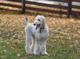 Afghan Hound Puppies For Sale in Guwahati, ¥ 60,000