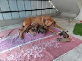 Rhodesian Ridgeback Puppies For Sale in Coimbatore, ¥ 50,000