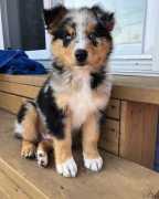 Australian Shepherd Puppies For Sale in Coimbatore, ¥ 30,000