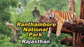Ranthambhore Tour Packages Upto 30% Off - Book Now