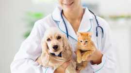 Get Personalized Care Tailored for Your Pet’s Need, Langley