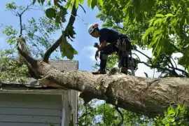 Efficient and Affordable Stump Grinding Services, Sydney