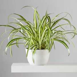 plants delivered, £ 14