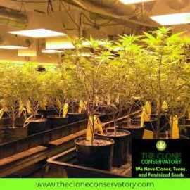 Cannabis Clones Online, $ 0