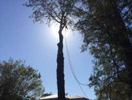 Tree Removal Sydney, Forestville
