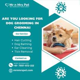 The Best Dog Grooming in Chennai, Chennai