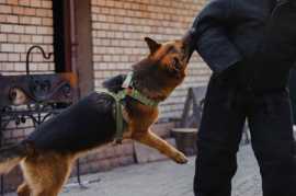 Your Rights After a Dog Bite in Palm Desert, Palm Desert