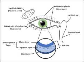 What Are the Most Common Eye Dryness Causes?, Adelaide