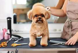 Affordable Grooming Services for Dogs in Dubai!, Dubai